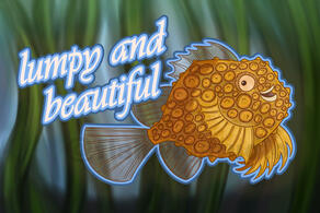 Pacific Spiny Lumpsucker - Lumpy and Beautiful