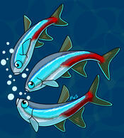 Neon Tetras