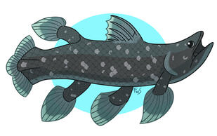 Ocean Friends - Coelacanth