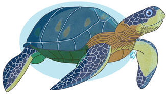 Ocean Friends - Sea Turtle