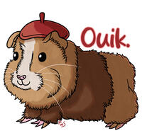 French Guinea Pig